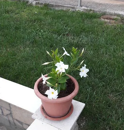 Tea Appartement Rovinj