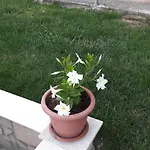 Tea Διαμέρισμα Ρόβινι
